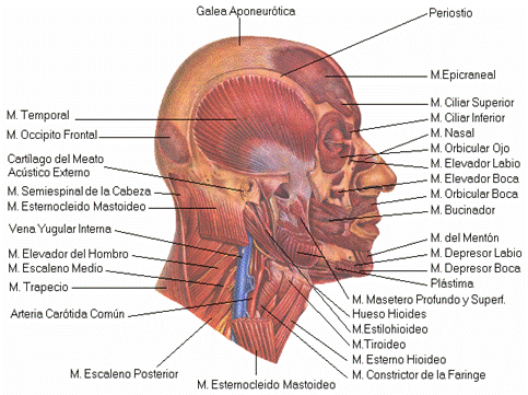 Terapia manual de la articulación temporomandibular