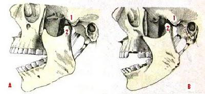 Terapia manual de la articulación temporomandibular