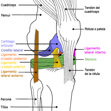 Desviaciones angulares de las rodillas