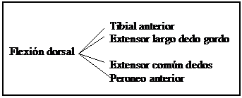 El tobillo anatomía y lesiones más frecuentesl