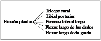 El tobillo anatomía y lesiones más frecuentesl