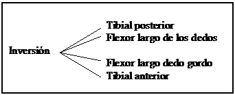 El tobillo anatomía y lesiones más frecuentesl