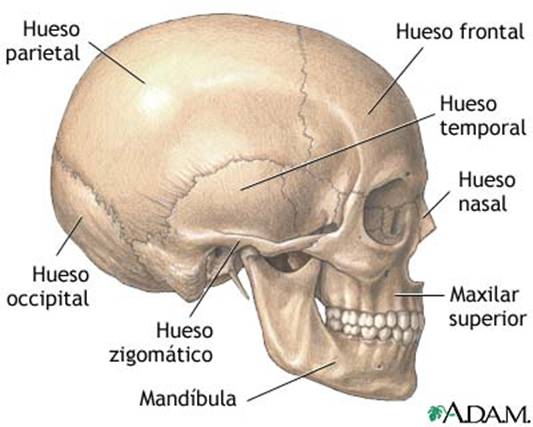 craneo 1