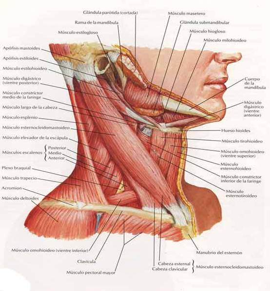 musculos_cuello