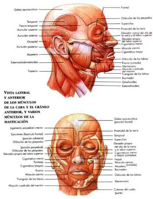 Masajes para migraña tensional online