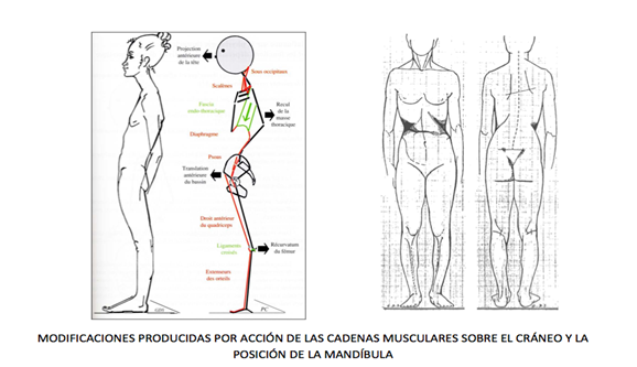 Terapia manual