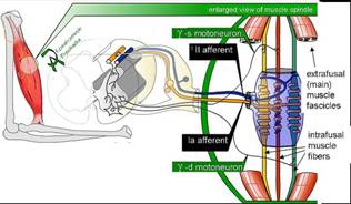 reeducación postural global