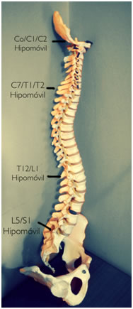 Biomecánica vertebral