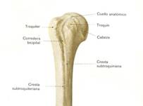 fractura subcapital de humero