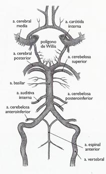 diagnóstico diferencial cervical en osteopatia