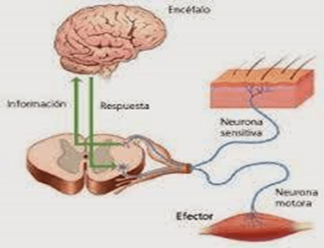 Parkinson