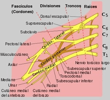 Parkinson