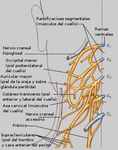 Parkinson