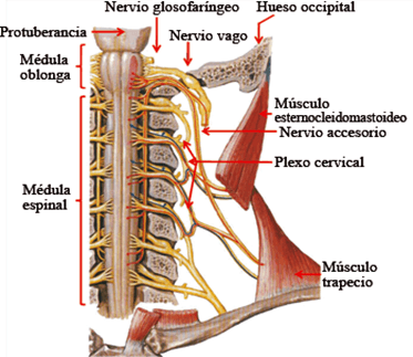 Parkinson