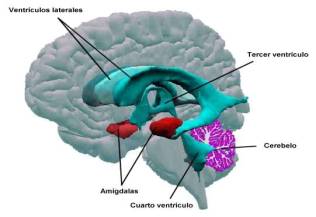 Anatomía en la malformación de Arnold Chiari