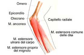 La epicondilitis en el tenista