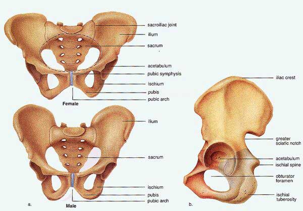 www.efisioterapia.net