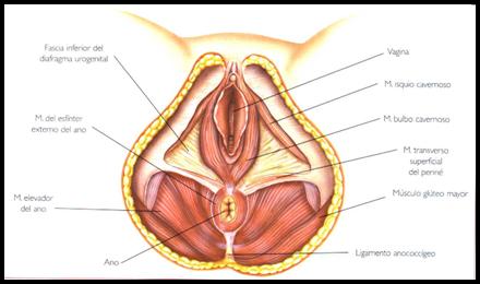 Músculos y funciones del suelo pélvico
