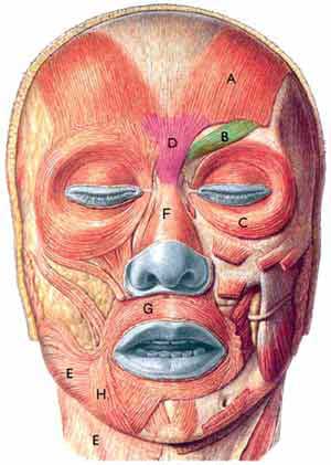 Fisioterapia de la parálisis facial.