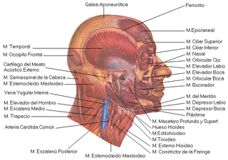 Técnicas fisioterápicas y osteopáticas en el tratamiento de la cefalea tensional