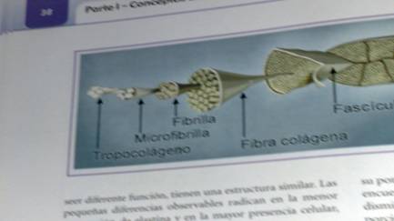 Fissal: fisioterapia sobre salud y alimentación