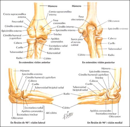 Exploración física y pruebas clínicas para patología de codo.