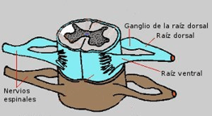 Tratamiento terapéutico de rehabilitación Física para los enfermos de Parkinson con Predominio de la rigidez 