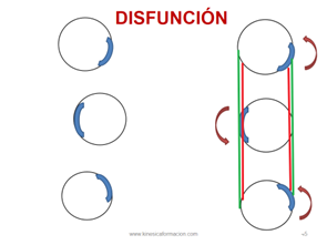 LOS 3 PUNTOS MÁGICOS PARA TRATAR A TUS PACIENTES Las Claves para Corregir TODO tratando la Fascia