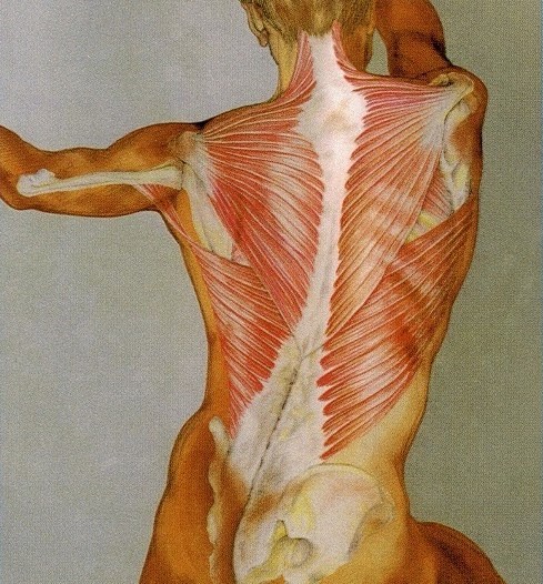 Manipulación Fascial® Método Stecco Manipulación Fascial® Método Stecco