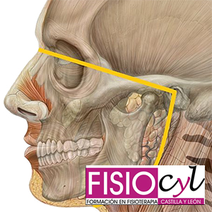 Curso de Región craneomandibular, cervical superior y control motor