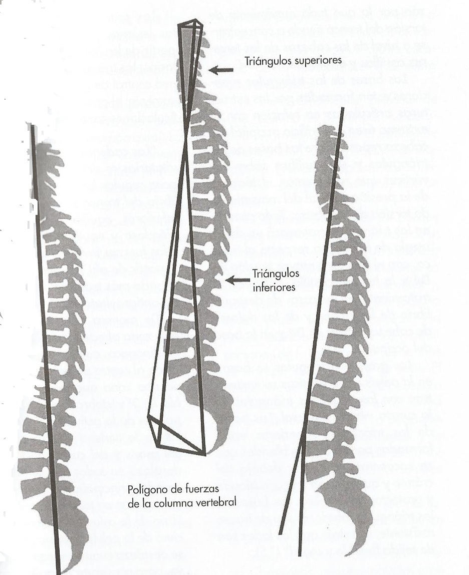 TRATAMIENTO OSTEOPATICO DEL RAQUIS PARA FISIOTERAPEUTAS TRATAMIENTO OSTEOPATICO DEL RAQUIS PARA FISIOTERAPEUTAS