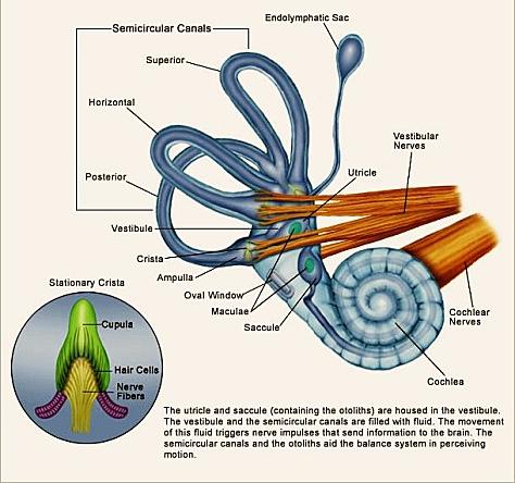 Curso de Fisioterapia Vestibular (VES) Curso de Fisioterapia Vestibular (VES)
