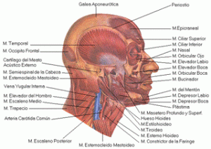 Técnicas fisioterápicas y osteopáticas en el tratamiento de la cefalea tensional