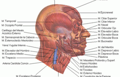 Técnicas fisioterápicas y osteopáticas en el tratamiento de la cefalea tensional