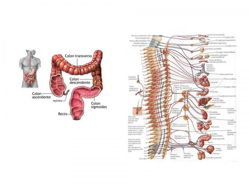 esquemas anatomicos disposicion intestino grueso y la inervación