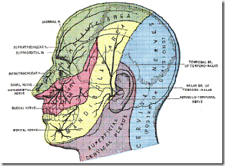 esquema dermatoma 