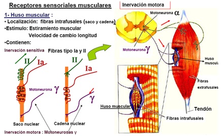 organos propioceptivos