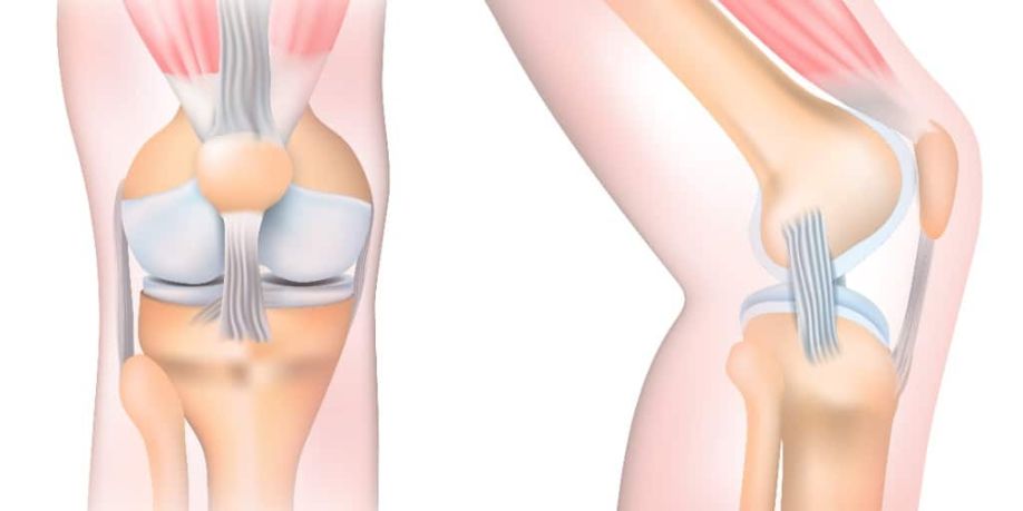 Anatomía de la rodilla vista lateral y frontal