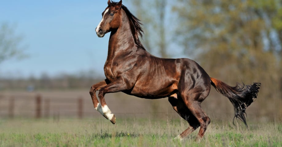 Casos de éxito de la magnetoterapia para rehabilitación en caballos