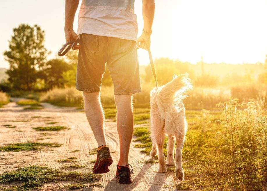 Hombre caminando con Golden Retriever en la naturaleza