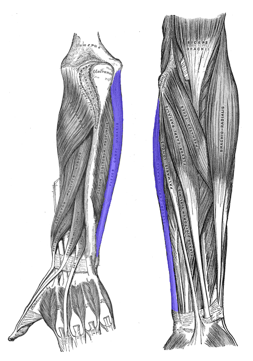 Ilustración del músculo cubital