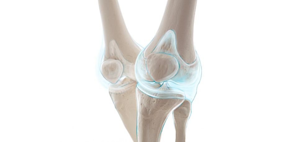 Ilustración del menisco y rótula en la rodilla