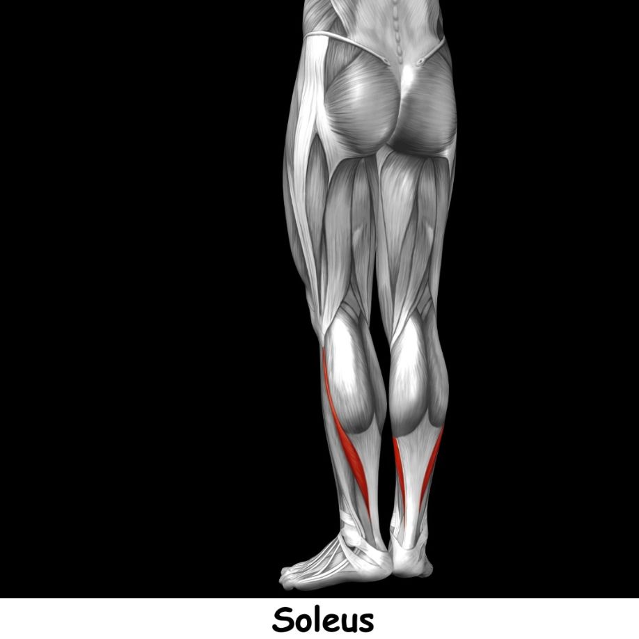 Ilustración 3D del músculo soleo