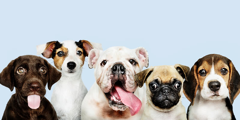 Aplicaciones de la magnetoterapia en animales