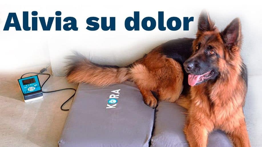 Rehabilitación veterinaria: magnetoterapia para perros 