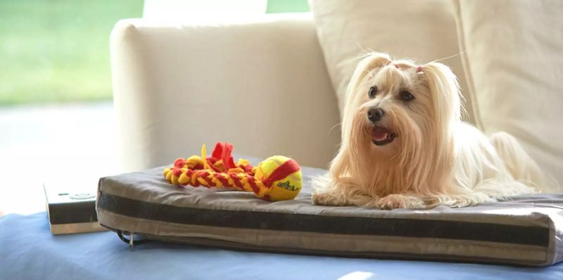 Magnetoterapia veterinaria: beneficios y aplicaciones para tu mascota