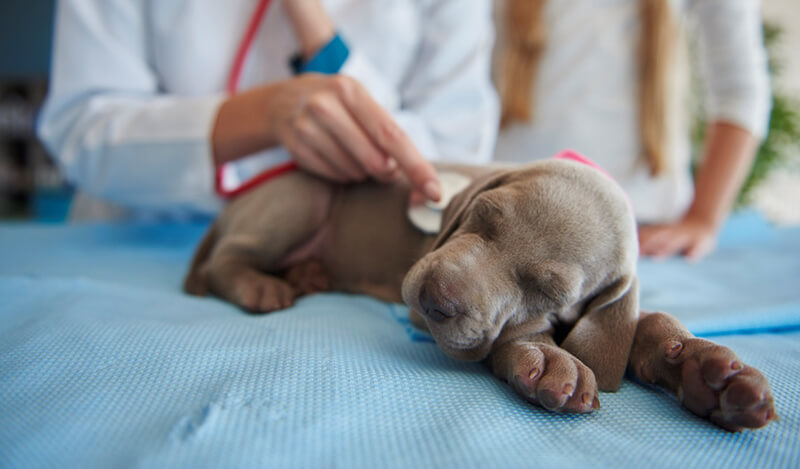 Magnetoterapia en veterinaria: beneficios y aplicaciones